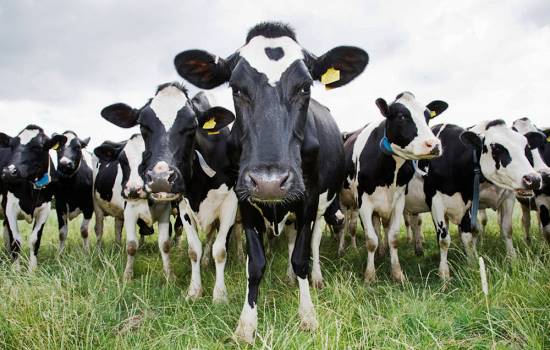 Спаць на дарозе — гэта звычайная справа: каровы тэрарызуюць жыхароў Шчучыншчыны