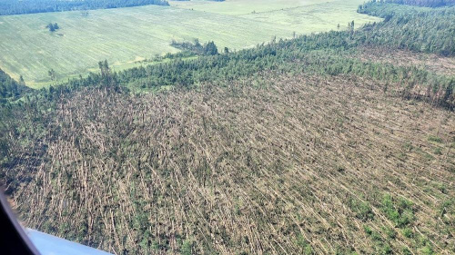 Ад урагану ў Магілёўскай вобласці пацярпела калі 2 тысяч гектараў лесу