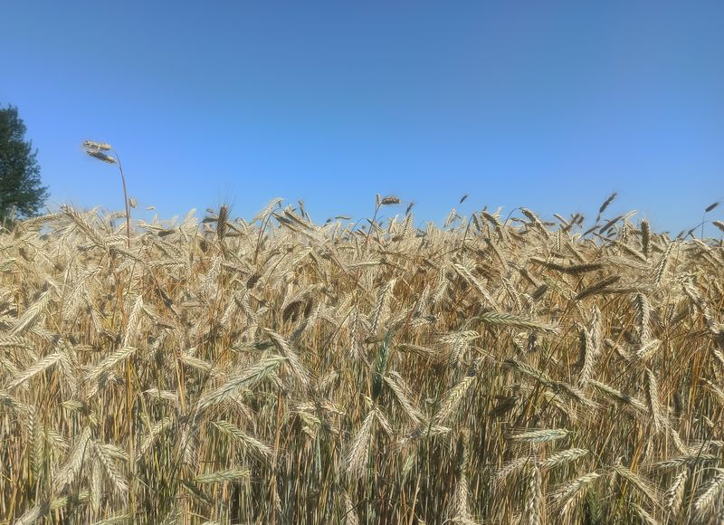 Якія новыя распрацоўкі і механізмы іх укаранення ў практыку для сельскай гаспадаркі чакаем бліжэйшым часам?
