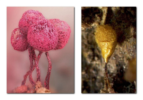 У Белавежскай пушчы выявілі рэдкія для Беларусі віды міксаміцэтаў