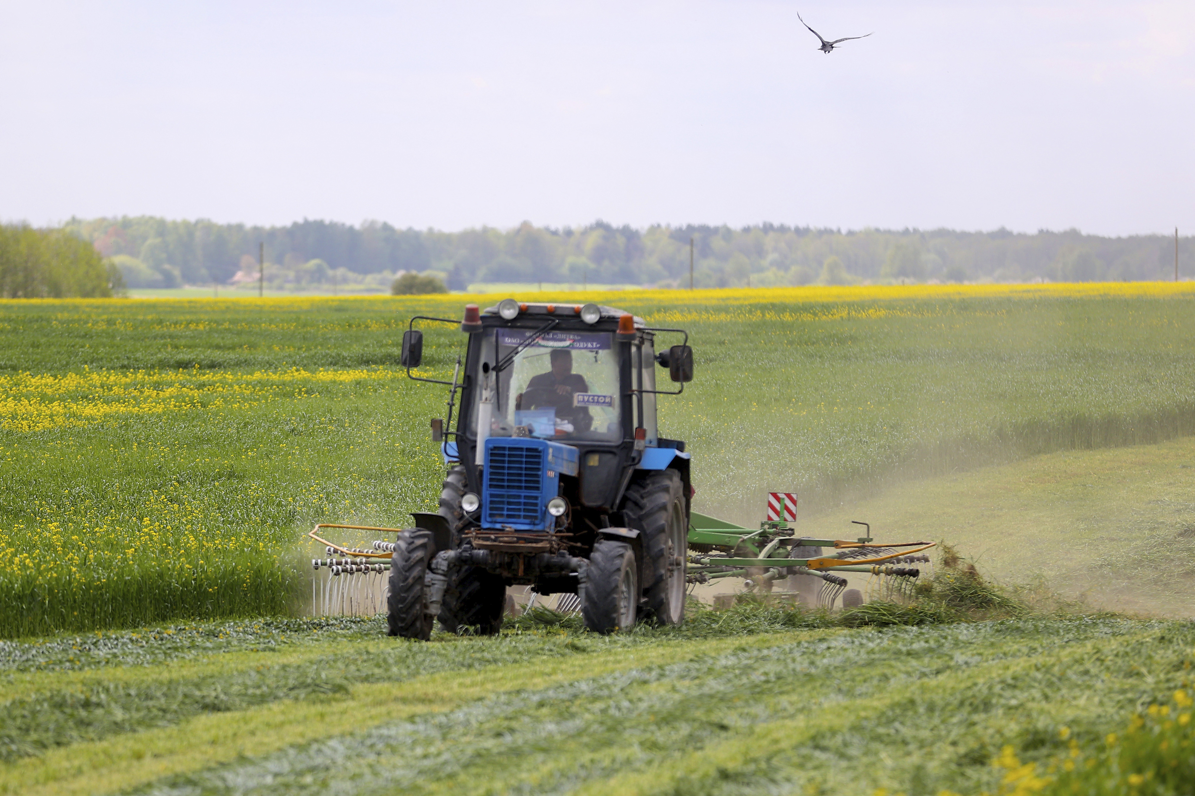 Як у Гродзенскай вобласці змагаюцца з наступствамі майскіх замаразкаў? 