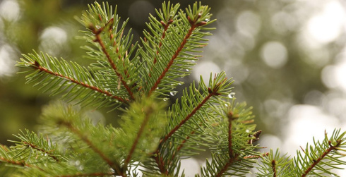 Дожди и порывистый ветер. Какой будет погода в Беларуси 11 декабря