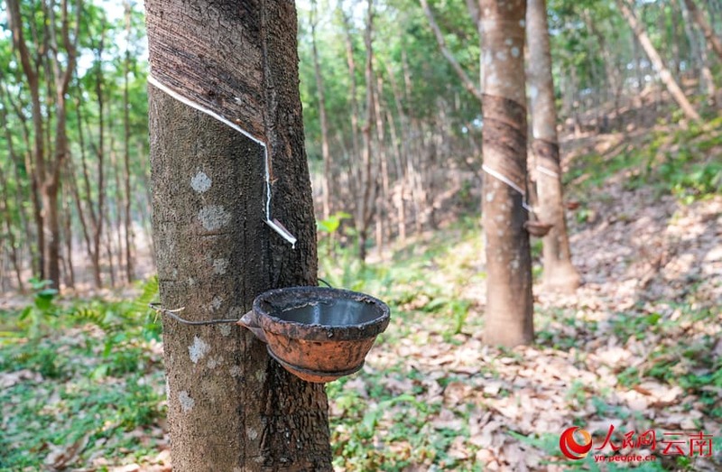 У правінцыі Юньнань пачаўся збор натуральнага каучуку