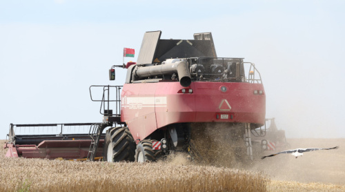 Minister: Grain harvesting is picking up speed in Belarus