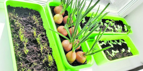 Агарод на падаконніку