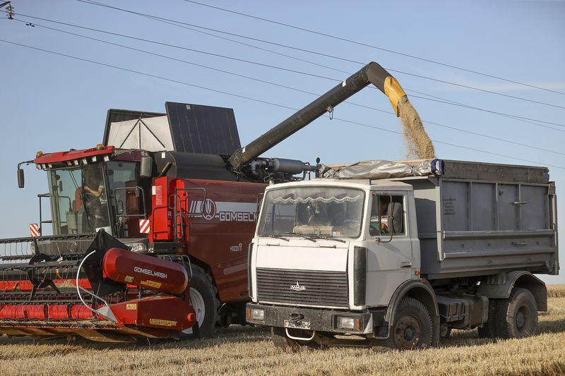 Дажджы ўскладняюць правядзенне жніва
