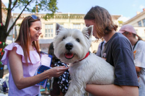 У краіне зменшылася колькасць бяздомных катоў і сабак