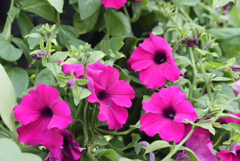 Gomel launches flower planting initiative