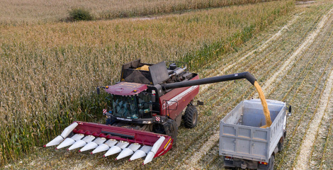 Амаль 10,9 млн тон збожжа з улікам рапсу і кукурузы намалацілі ў Беларусі