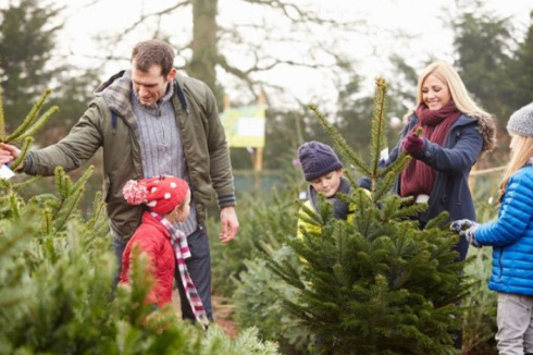 Как выбрать качественную ёлку на Новый год? 