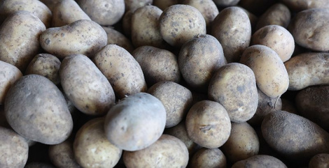 Больш за 20 тыс. тон бульбы для чыпсаў вырасцілі ў Кармянскім раёне