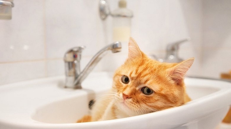 Улады Мінска скароцяць адключэнне гарачай вады летам да 9 дзён