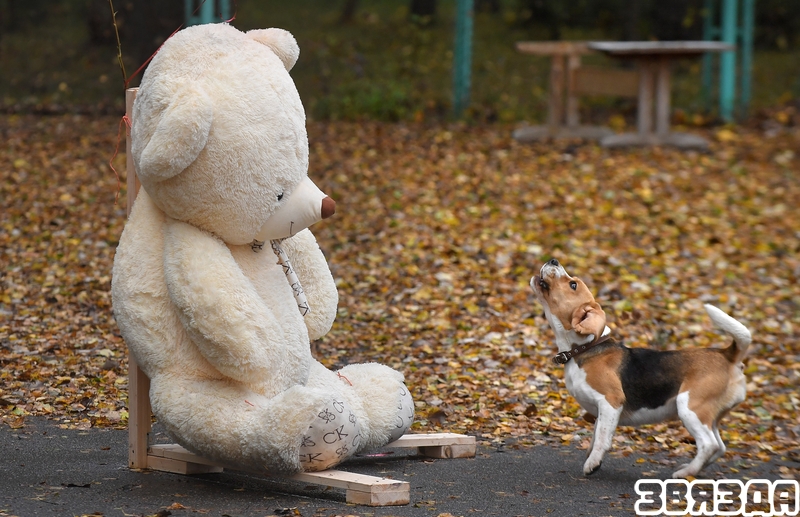 Стали известны итоги юбилейного XX-го открытого чемпионата БФСО «Динамо» по служебному многоборью кинологов