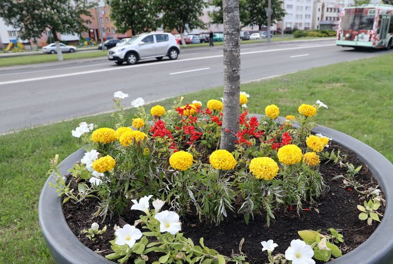 Gomel launches flower planting initiative