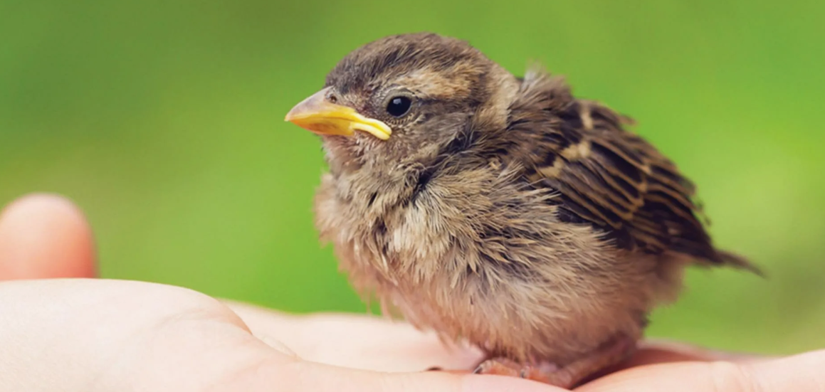 Эколаг растлумачыў, чаму не трэба падбіраць птушанят