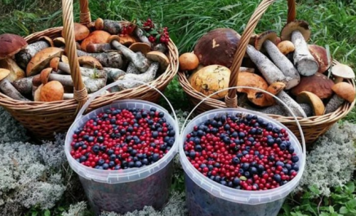 Сезон збору ягад і грыбоў у самым разгары: ці трэба плаціць падатак