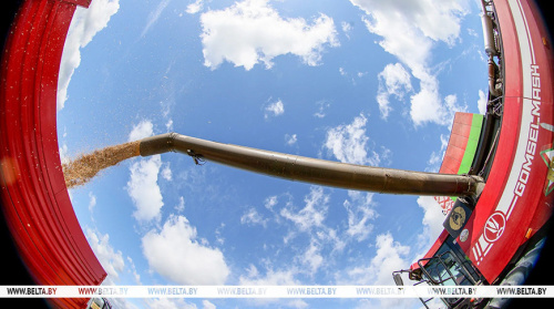 Belarus’ grain harvest nearing 8.3 tonnes