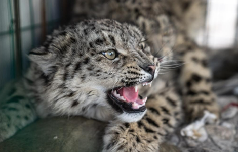У Кітаі налічылі 5000 снежных барсаў