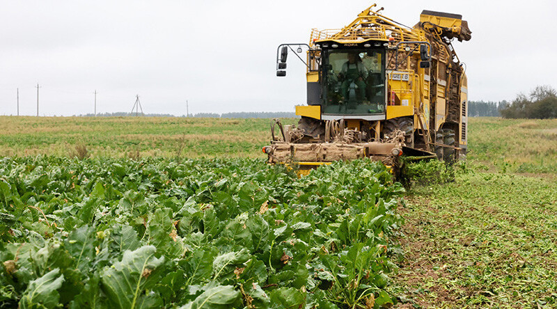 Belarus’ sugar beet harvest over 50% complete