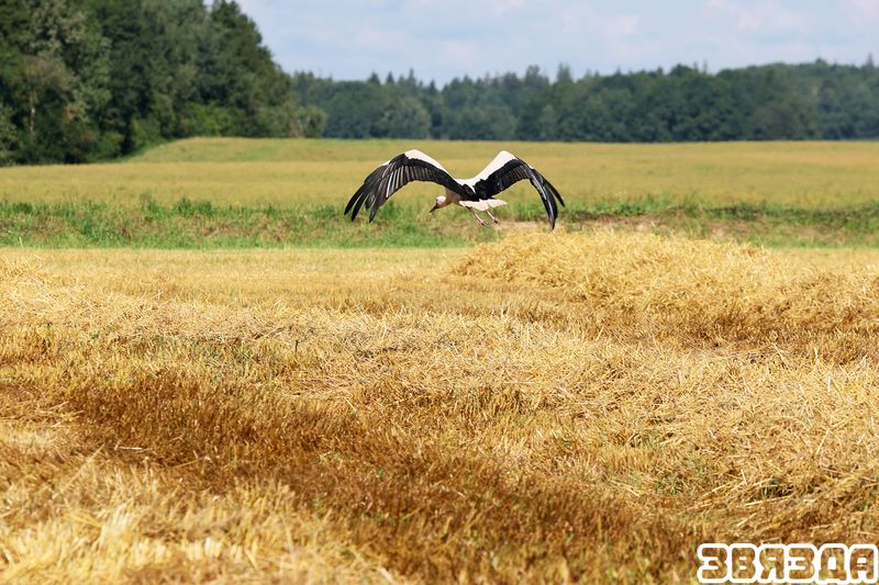 Што дапамагае аграрыям вытрымліваць тэмп уборачнай?
