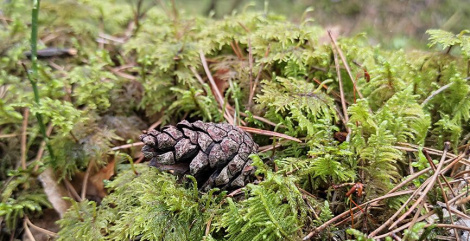 Белавежская пушча апынулася пад пагрозай з-за мілітарызацыі Польшчай прыгранічнай зоны з Беларуссю