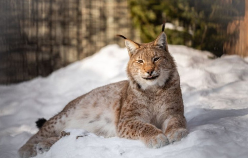 В Кличеве по улице прогуливалась рысь