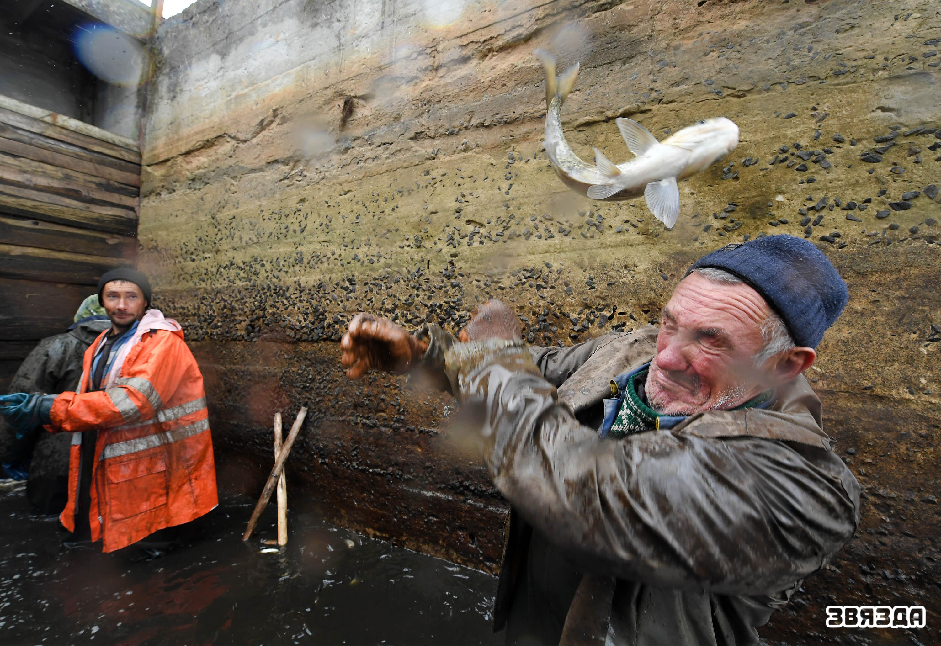 В одном из крупнейших в нашей стране-опытном рыбхозе «Белое» Житковичского района с последних дней сентября начался осенний вылов рыбы