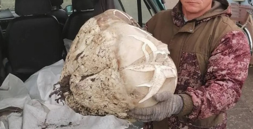 Под Бобруйском нашли гриб весом почти в 10 кг — он съедобный