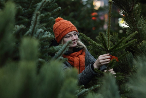 Где в Минске будут работать елочные базары? 