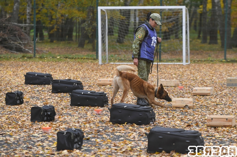 Стали известны итоги юбилейного XX-го открытого чемпионата БФСО «Динамо» по служебному многоборью кинологов