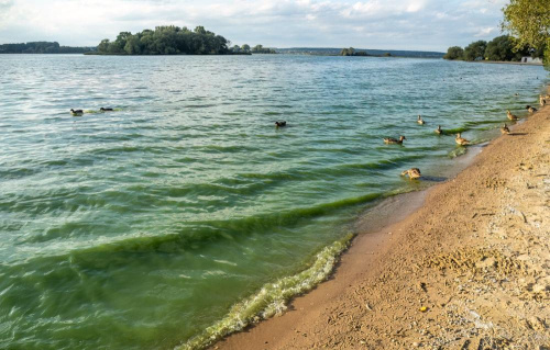 На одном из пляжей Минского моря запретили купаться. Почему?