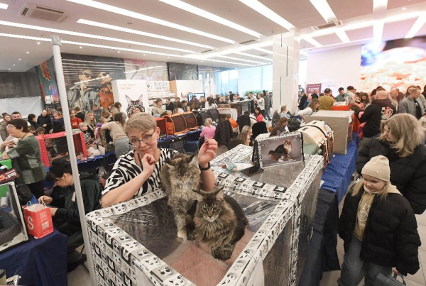 Сапраўдны глядацкі «бум» назіраўся ў мінулыя выхадныя на міжнароднай кацінай выставе «Залаты Гран-пры Беларусі — 2025» 