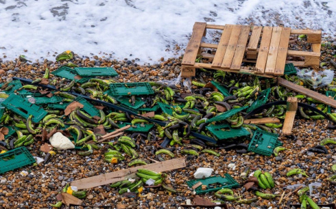 В Великобритании море выбросило на берег тысячи бананов