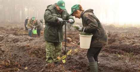 Больш за 18 млн дрэў высаджана ў рамках акцыі «Дай лесу новае жыццё!»