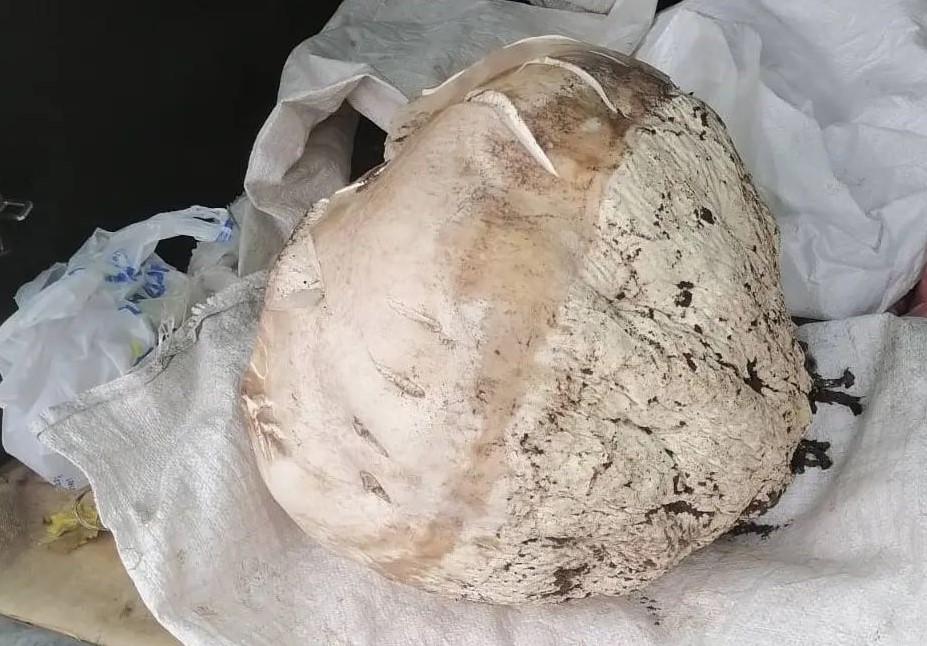 Под Бобруйском нашли гриб весом почти в 10 кг — он съедобный