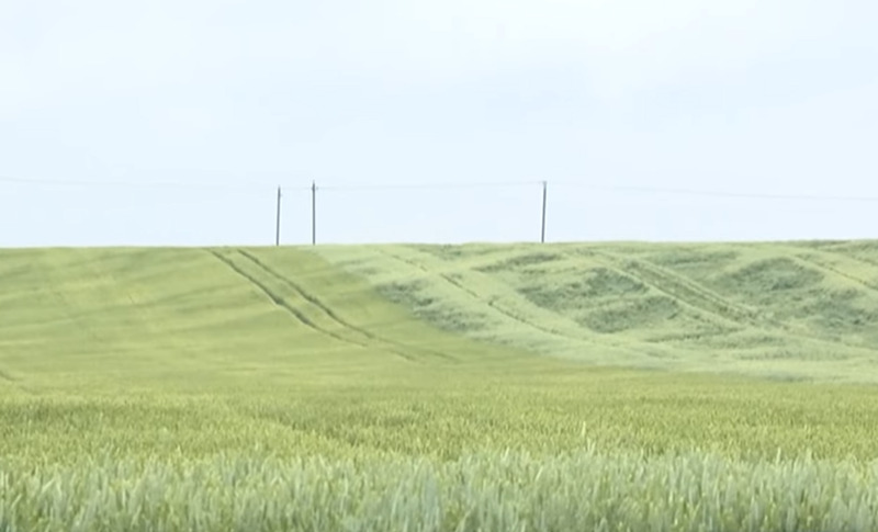 Storm plows through Lukashenko’s field in Alexandria. What are experts’ harvest forecasts?
