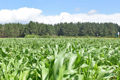 Пад Мядзелам адкрыўся кукурузны лабірынт. Праверыць інтуіцыю можна за BYN 5