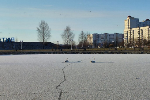 В Витебске заметили неподвижных лебедей — оказалось, они просто наелись и не хотели двигаться