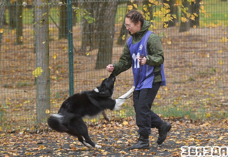 Стали известны итоги юбилейного XX-го открытого чемпионата БФСО «Динамо» по служебному многоборью кинологов