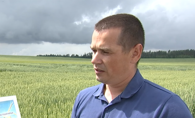 Storm plows through Lukashenko’s field in Alexandria. What are experts’ harvest forecasts?