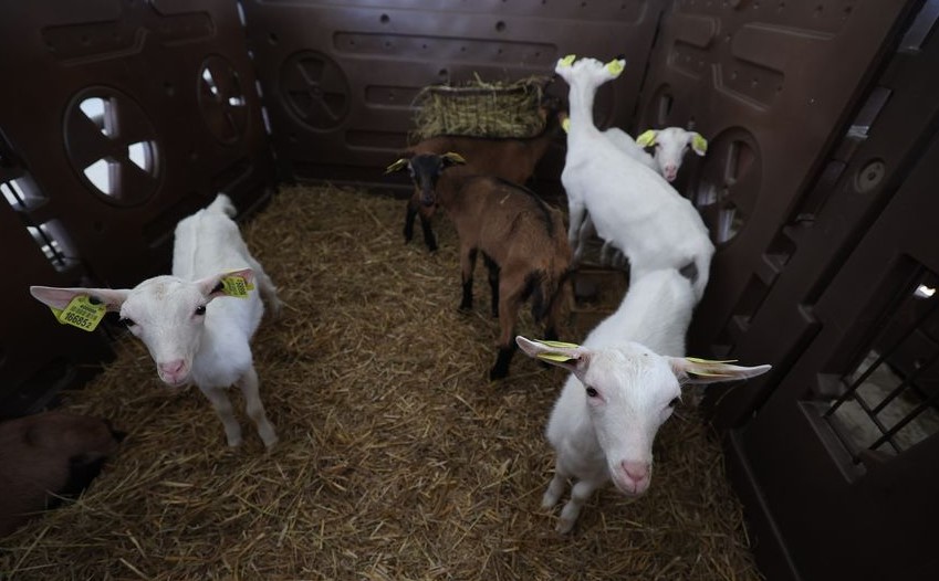 Лукашэнку на ферме падарылі дзвюх коз