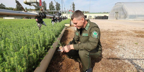 Лукашэнка назваў важнейшыя задачы, якія стаяць перад лясным комплексам Беларусі