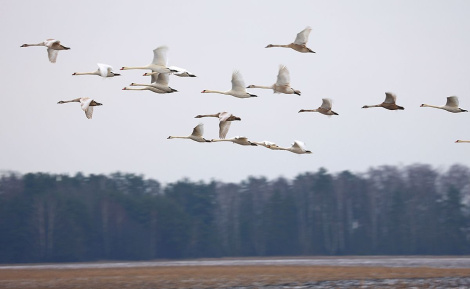 Надвор'е ў Беларусі 21 снежня: невялікія ападкі, туман і ад -3 °C да +5 °C
