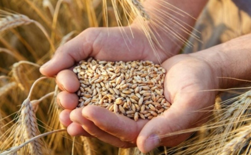 Почти 9,4 млн тонн зерна с учетом рапса и кукурузы намолотили в Беларуси