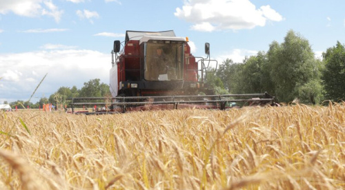 Belarus keeps grain harvest forecast for 2025 at 11m tonnes
