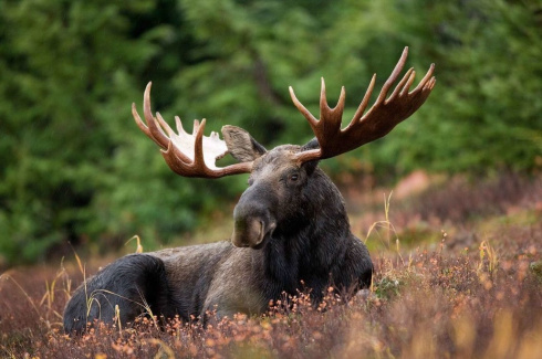 Нашли рога лося в лесу: можно ли их забрать с собой?