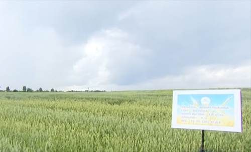 Storm plows through Lukashenko’s field in Alexandria. What are experts’ harvest forecasts?