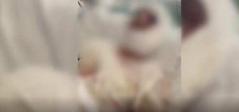 В Гомеле раскаленным утюгом пытали человека, вымогая деньги 