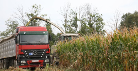 Каля 600 выпускнікоў агракаледжаў і практыкантаў былі задзейнічаны ў АПК у гарачы сезон