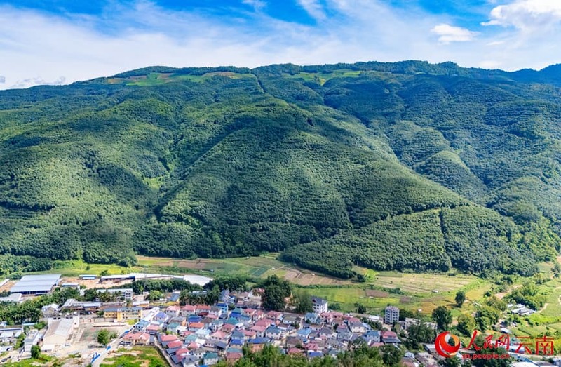 У правінцыі Юньнань пачаўся збор натуральнага каучуку